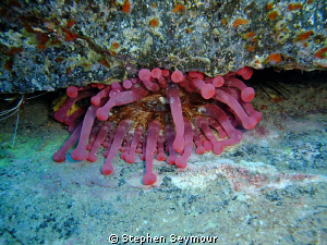 Anemone by Stephen Seymour 